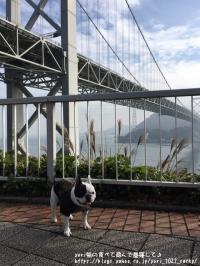 フレンチブルドック