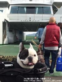 フレンチブルドック