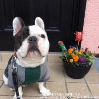 フレンチブルドック