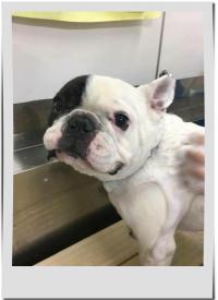 フレンチブルドック