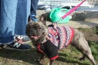 フレンチブルドック