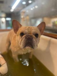 フレンチブルドック