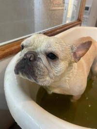 フレンチブルドック