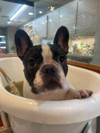 フレンチブルドック