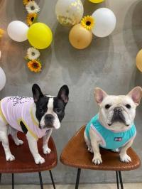 フレンチブルドック