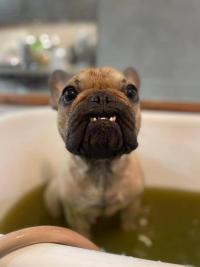 フレンチブルドック