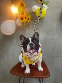 フレンチブルドック