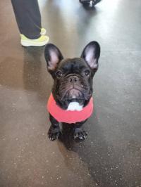 フレンチブルドック