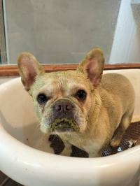 フレンチブルドック