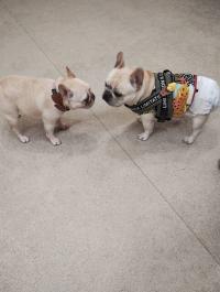 フレンチブルドック