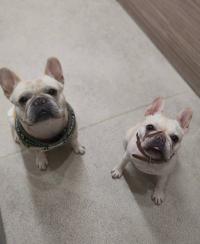 フレンチブルドック