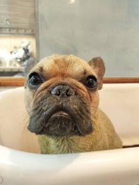 フレンチブルドック