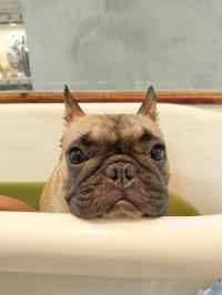 フレンチブルドック