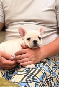 フレンチブルドック