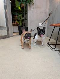 フレンチブルドック