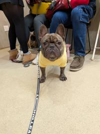 フレンチブルドック