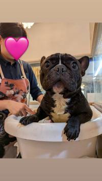 フレンチブルドック