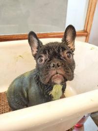 フレンチブルドック