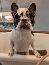 フレンチブルドック