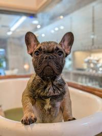 フレンチブルドック