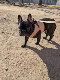 フレンチブルドック