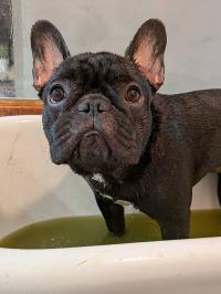 フレンチブルドック
