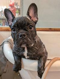 フレンチブルドック