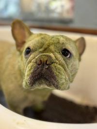 フレンチブルドック