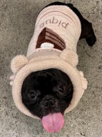 フレンチブルドック