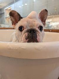 フレンチブルドック