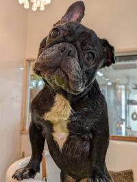 フレンチブルドック