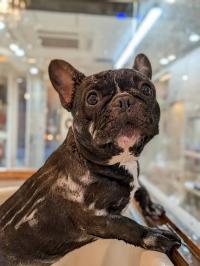 フレンチブルドック