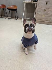 フレンチブルドック