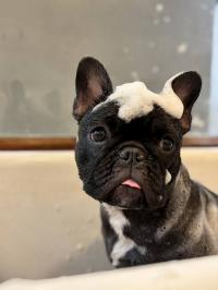 フレンチブルドック
