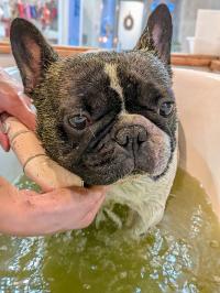 フレンチブルドック