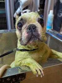 フレンチブルドック