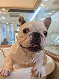 フレンチブルドック