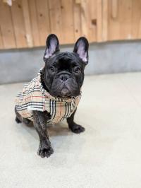 フレンチブルドック