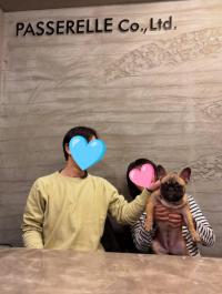 フレンチブルドック