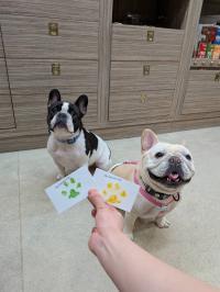 フレンチブルドック