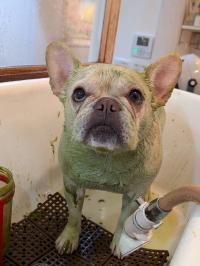 フレンチブルドック