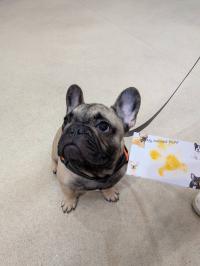 フレンチブルドック