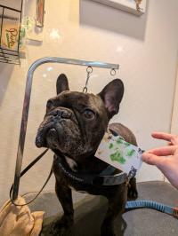 フレンチブルドック