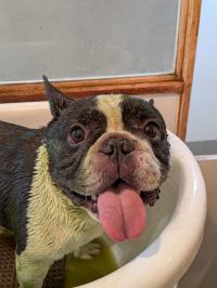 フレンチブルドック