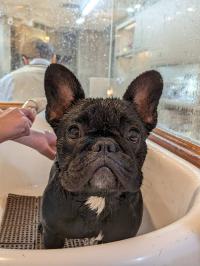 フレンチブルドック