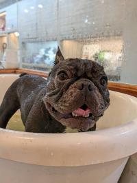 フレンチブルドック