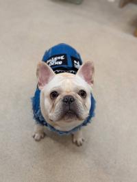 フレンチブルドック