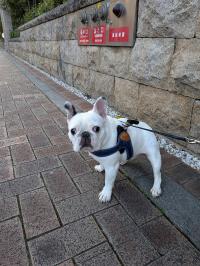 フレンチブルドック