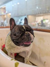 フレンチブルドック
