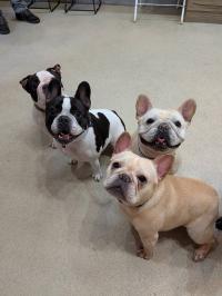 フレンチブルドック